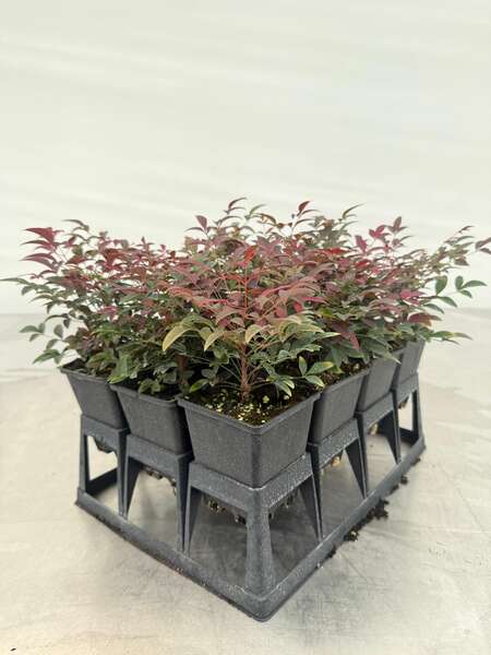 Nandina6